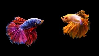 12 Hours Stunning Betta Fish with Relax Music 🐠 Relaxing Fish in Black Aquarium [upl. by Darrow]