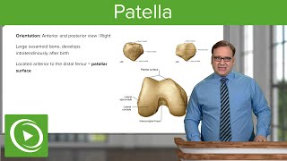 Patella Views Location amp Features – Anatomy  Lecturio [upl. by Kask]