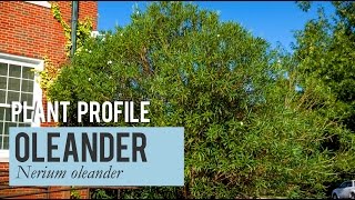 Nerium Oleander Plant Profile [upl. by Silrac]