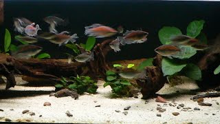 Congo Tetra Tank Update [upl. by Sanfred]