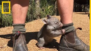 Los vídeos de animales más adorables  National Geographic en Español [upl. by Myrtice860]