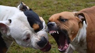 PIT BULL vs ROTTWEILER Real Fight 2017 [upl. by Gariepy985]