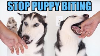 3 Easy Steps To STOP PUPPY BITING Siberian Husky Training [upl. by Hajed]