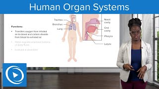 Human Organ Systems – Physiology  Lecturio Nursing [upl. by Duval]