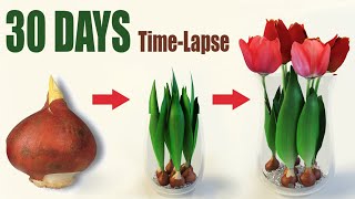 Tulips From Bulbs in Water 💦🌷 Time Lapse [upl. by Anaher]