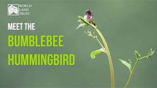 Ancient Forests  meet the Bumblebee Hummingbird [upl. by Tegirb]