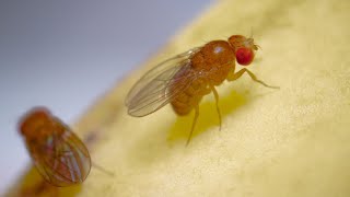 Complete Life Cycle of the Fruit Fly [upl. by Ibib]