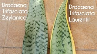 Comparing Dracaena Trifasciata Zeylanica and Dracaena Trifasciata Laurentii [upl. by Gretchen]