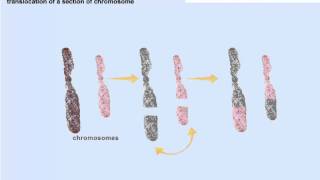 Chromosomal mutations [upl. by Jose886]