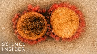 How Viruses Like The Coronavirus Mutate [upl. by Nimzzaj]