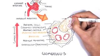 Nephrotic Syndrome  Types and pathology histology [upl. by Karolyn91]