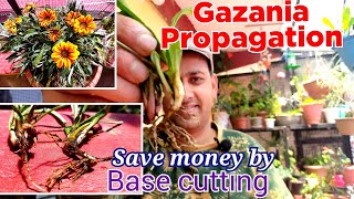 Gazania Basal Propagation  Gazania Stem Cutting  Gazania Plant Propagation  Growing Gazania Plant [upl. by Mihcaoj727]