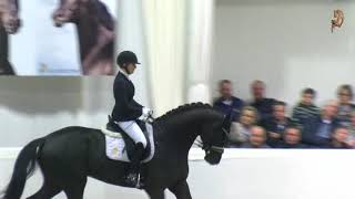 Highlights Die Hengste des Gestüt Bonhomme auf der Hengstvorführung in Vechta [upl. by Yvonner519]