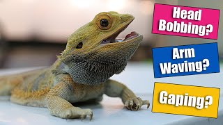 Bearded Dragon Behaviors Explained [upl. by Oliviero944]