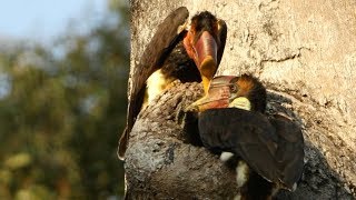 Hunting The Helmeted Hornbill [upl. by Noiram898]