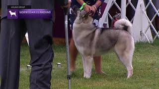 Norwegian Elkhounds  Breed Results 2021 [upl. by Samoht]