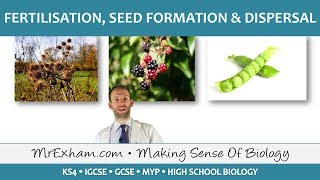 Plant reproduction  Fertilisation seed formation and dispersal  GCSE Biology 91 [upl. by Ellevel]