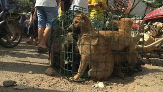 Annual dog meat festival causes outrage [upl. by Tamara]