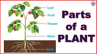 Parts of a plant [upl. by Rfinnej]