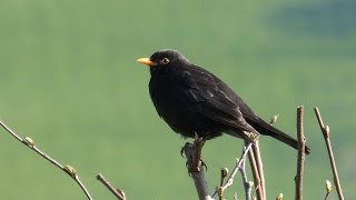 Sounds of Nature Blackbird 1 Hour of the Blackbirds Song [upl. by Egap]