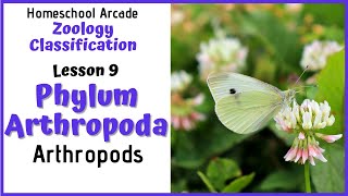 What are Arthropods  Phylum Arthropoda [upl. by Raimundo]