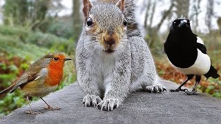 Videos for Cats to Watch  Birds and Squirrel Fun in December [upl. by Dilisio81]