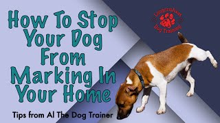 How To Stop Your Dog From Marking In Your Home  Tips From Al The Dog Trainer [upl. by Cuyler144]