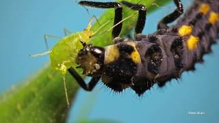 Ladybird larvae eating an aphid [upl. by Yael]