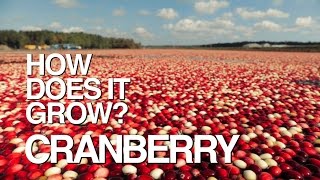 CRANBERRY  How Does It Grow [upl. by Shreeves]