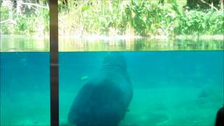 San Diego Zoo Hippo poops underwater [upl. by Hteazile754]