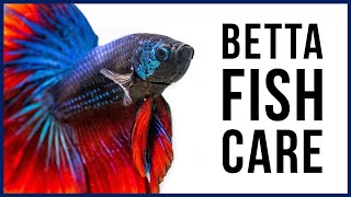 How to Care for Your New Betta Fish [upl. by Eidnim]