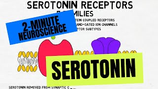 2Minute Neuroscience Serotonin [upl. by Arym]