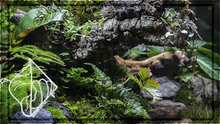 How To Build A Paludarium w Enclosed Water Basin [upl. by Harper]