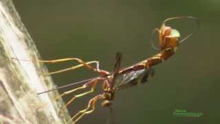 Giant Ichneumon Wasp Megaryhssa macrurus Ovipositing [upl. by Cairistiona]