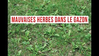 comment se débarrasser des mauvaises herbes dans le gazon [upl. by Hescock]