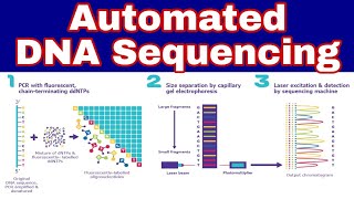 Automated DNA Sequencing  Ibad Biology [upl. by Enram]