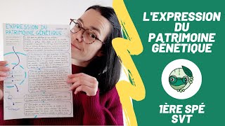 Lexpression du patrimoine génétique  1ère spé SVT  Madame SVT [upl. by Auohc449]