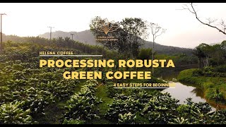 Processing Robusta Green Coffee [upl. by Ainahs613]