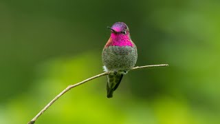 The Annas Hummingbird Calypte anna [upl. by Aitel]