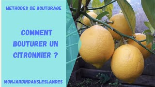 Comment bouturer un citronnier   Monjardindansleslandes [upl. by Airamasor588]