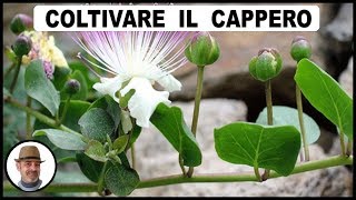 COLTIVARE IL CAPPERO [upl. by Manton]