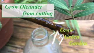 Grow Oleander from cuttings in water [upl. by Herve742]