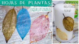 Esqueletiza hojas naturales con bicarbonato 🍃 Preciosas Leaf esqueleto [upl. by Quick]