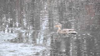 Female Mallard calling [upl. by Albers340]