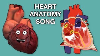 HEART ANATOMY SONG [upl. by Uttica]