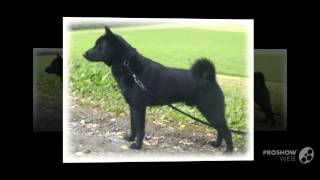 Black Norwegian Elkhound Dog breed [upl. by Novaelc865]