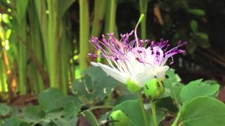 Time lapse of the opening of a Caper Flower  Capparis spinosa [upl. by Muhcon]