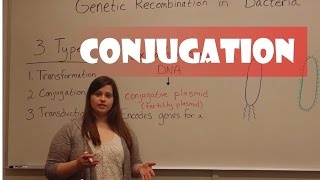 Conjugation in Bacteria [upl. by Copp993]