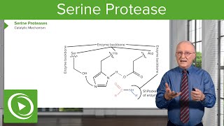 Serine Protease Background amp Catalytic Mechanism – Biochemistry  Lecturio [upl. by Janiuszck590]