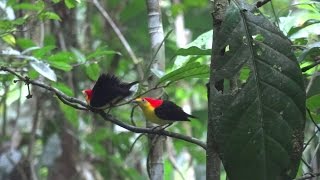 Wiretailed Manakins of Tiputini  Ecuador [upl. by Akerboom]